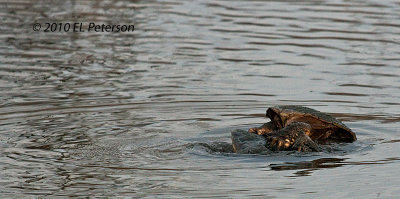 Its official, spring is here, the turtles are mating.