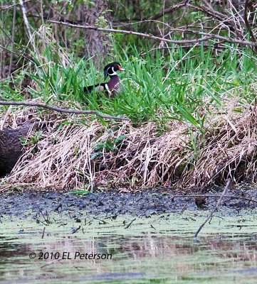 Finally got a picture of a Wood Duck.