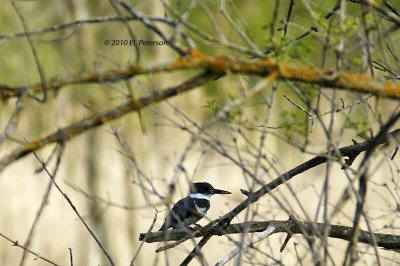 A Belted Kingfisher.