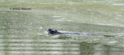Muskrat taking a swim.