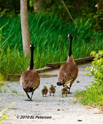 Taking the children for an evening stroll.