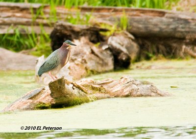 Wasn't having much luck fishing so he moved here to try his luck.