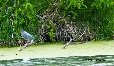 A Green Heron and a Muskrat.