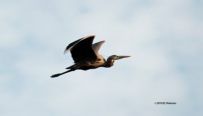 Just happen to catch a glimpse of something big flying overhead.