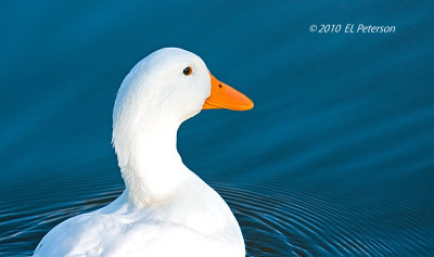 A fine looking duck on a blue pond.