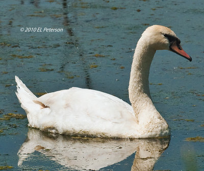 Found this Mute swan enjoying a sunny afternoon swim.