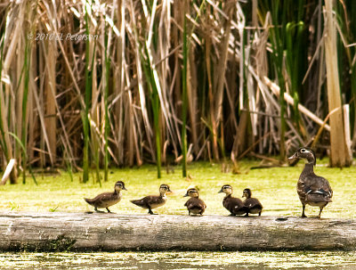 A Wood duck and her children.