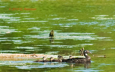 Mom and the children out for an evening swim.
