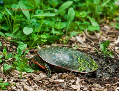 Found this Painted Turtle laying her eggs.  I'll be back in 72 - 80 days.