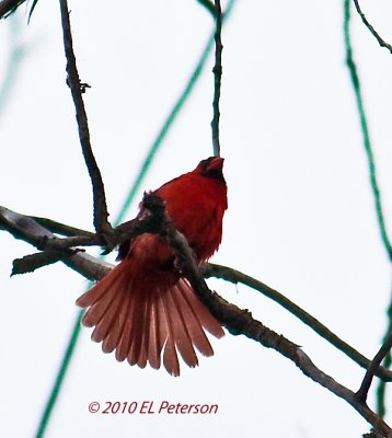 A Northern Cardinal with it's tail fanned.