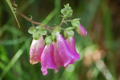 Galloway Forest Foxgloves