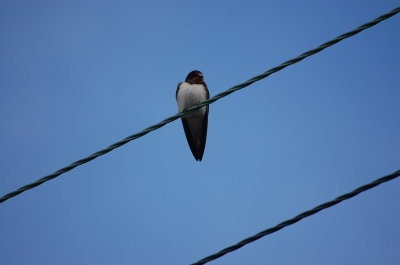 Swallow at Three Lochs
