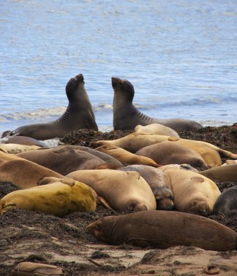 Seal Sanctuary.jpg