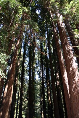 California Redwoods_Felton.jpg