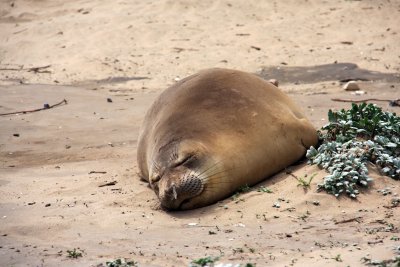 Elephant Seal Sanctuary 2.jpg