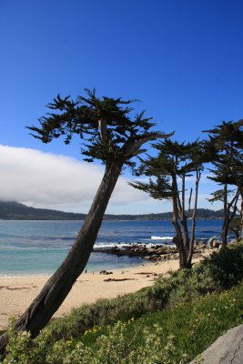 Beach 2_Carmel by the sea.jpg