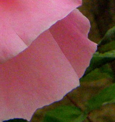 A_pink_rose_large_lower_right_3x.jpg