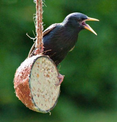 Bird_Table_21807.jpg