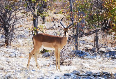 Black faced impala