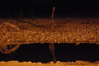 Night at Okaukuejo: giraffe