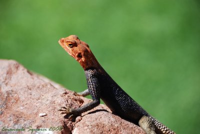 a coloured lizard