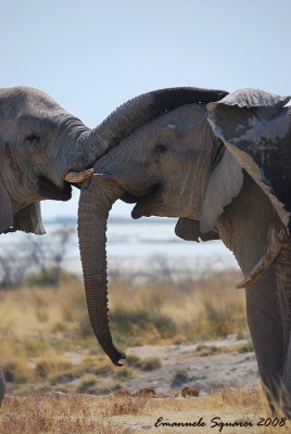 Elephant's embrace