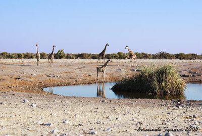 Giraffes at Chudop waterhole