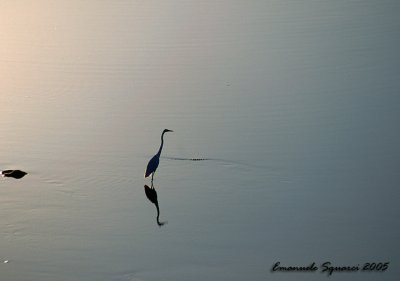 crocodile and egret