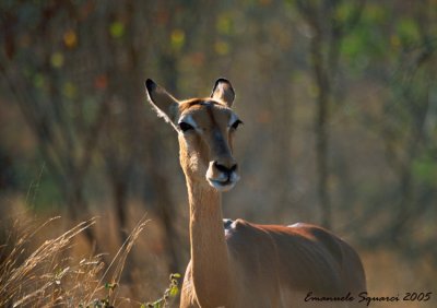 impala