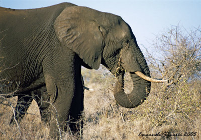 elephant