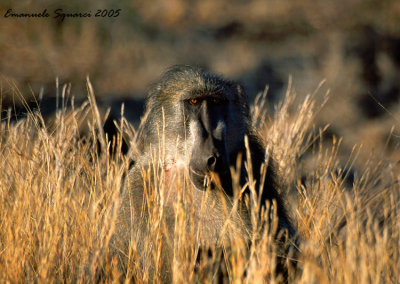 baboon