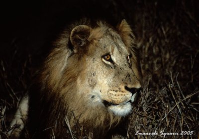 lion in the night