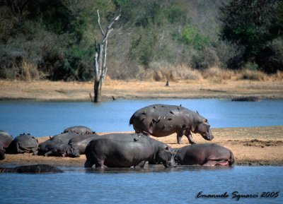 hippos