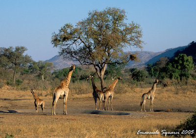 giraffes