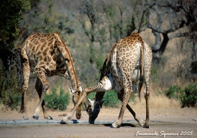 Kruger National Park