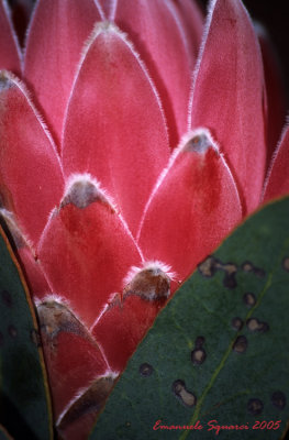 Kirstenbosch Botanical Gardens