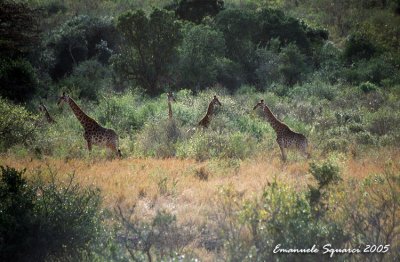 Hluhluwe I. P.: giraffes