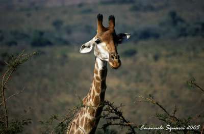 Hluhluwe I. P.: giraffa