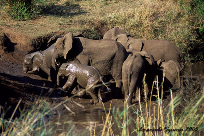 Hluhluve: elephants in the mud