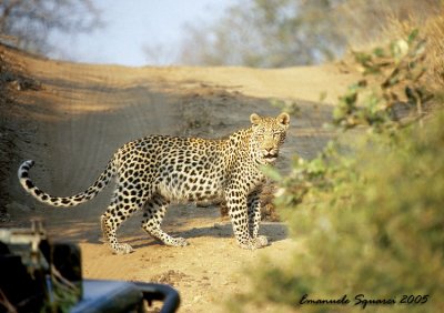 Motswari: leopard on the road