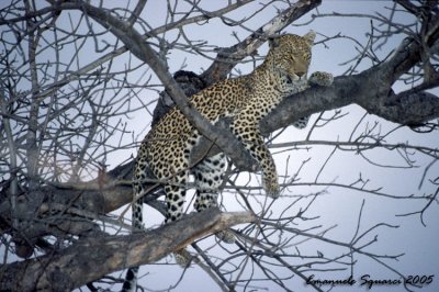 Motswari : leopard on the three