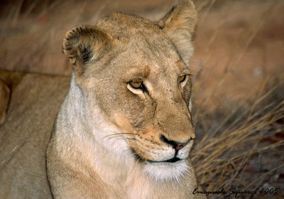 Motswari: lioness