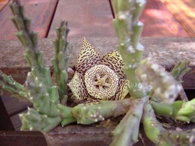  PHOTOS's Cactus20113