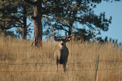 Eight Point Stare