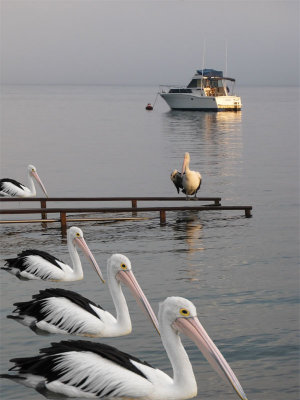 Pelican clone.jpg
