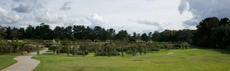 Victorian State Rose Garden 5