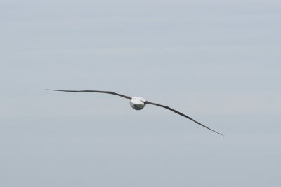 Stealth Bomber - Albatross, Otago Peninsula