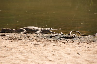 Freshwater crocodile (almost) harmless