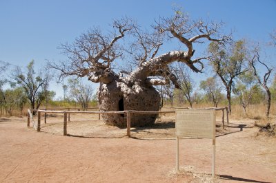 Prison Tree at Derby (north east of Broome)