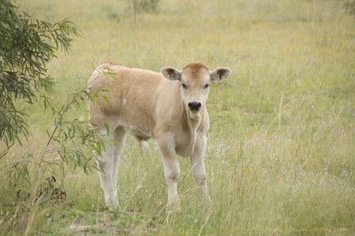Calf 2